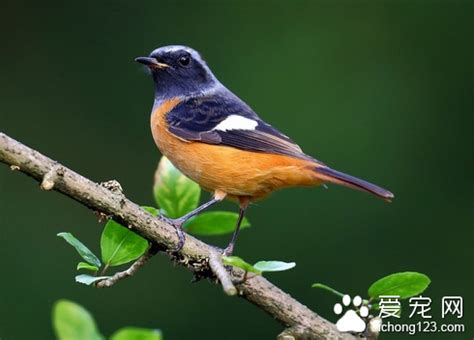 家裡養鳥好嗎|家裡養鳥好嗎？